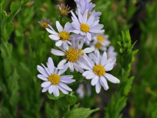 Kalimeris incisa 'Nana Blue'