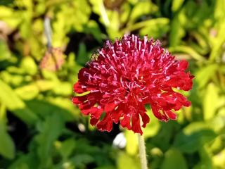 Knautia macedonica 'Mars Midget'