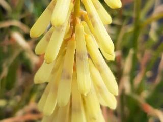 Kniphofia citrina