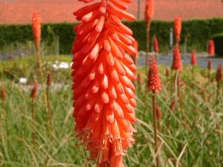 Kniphofia hybride 'Alcazar'