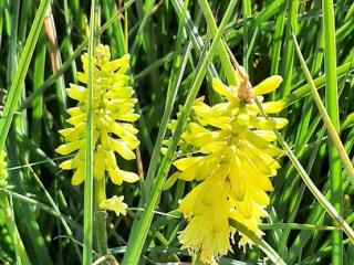 Kniphofia hybride 'Elvira' ®