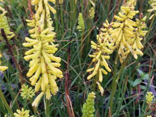 Kniphofia hybride 'Lemon Popsicle' (PBR)