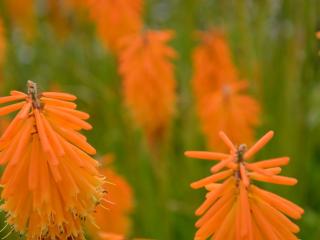 Kniphofia hybride 'Mango Popsicle' (PBR)