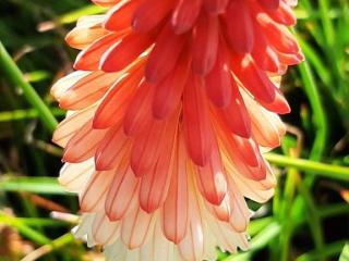 Kniphofia hybride 'Orange Vanilla Popsicle' (PBR)