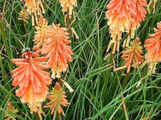 Kniphofia hybride 'Papaya Popsicle' ®