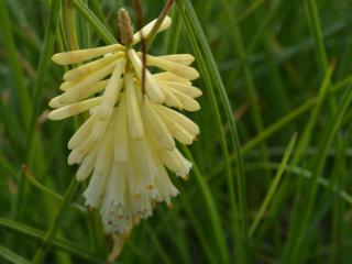 Kniphofia hybride 'Pineapple Popsicle' (PBR)