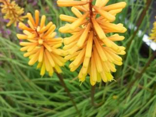 Kniphofia hybride 'Rich Echoes'