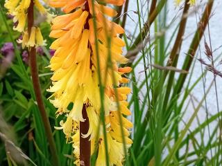 Kniphofia hybride 'Tawny King'