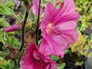 Lavatera hybride 'Bredon Springs'