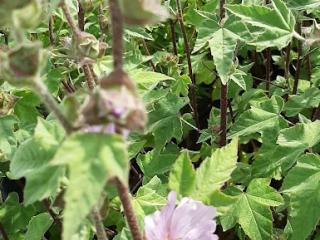 Lavatera hybride 'Lilac Lady'