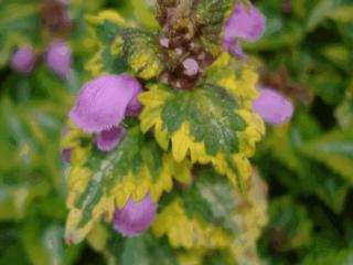 Lamium maculatum 'Anne Greenaway'