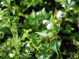 Lamium maculatum 'Album'