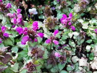 Lamium maculatum 'Beacon Silver'