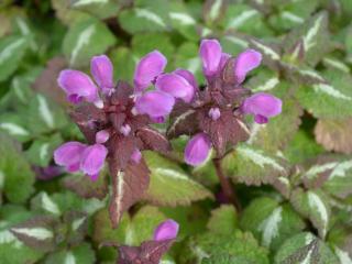 Lamium maculatum 'Chequers'