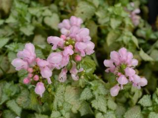 Lamium maculatum 'Pink Pewter'