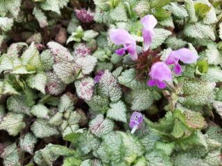 Lamium maculatum 'Red Nancy'