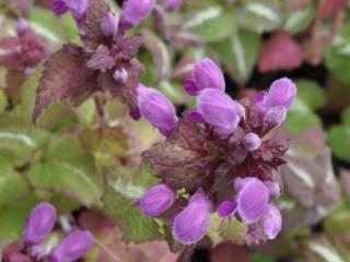 Lamium maculatum 'Roseum'