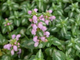 Lamium maculatum 'Shell Pink'