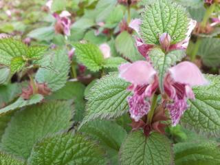 Lamium orvala