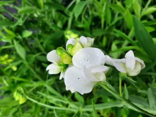 Lathyrus latifolius 'White Pearl'