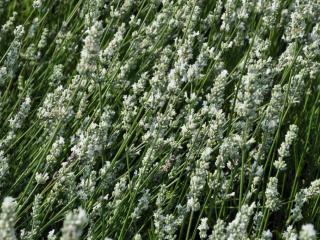 Lavandula angustifolia 'Alba'