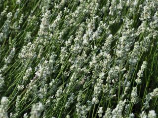 Lavandula angustifolia 'Alba'