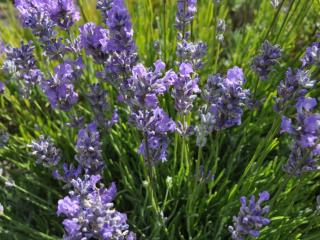 Lavandula angustifolia 'Blue Cushion' ®