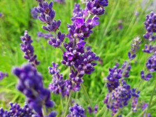 Lavandula angustifolia 'Blue Jeans' ®