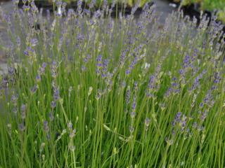 Lavandula angustifolia 'Dwarf Blue'