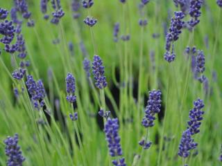 Lavandula angustifolia 'Hidcote'