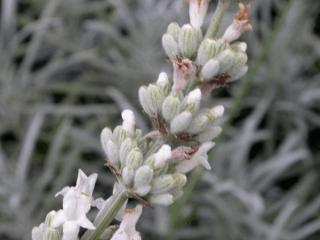 Lavandula angustifolia 'Hidcote White'