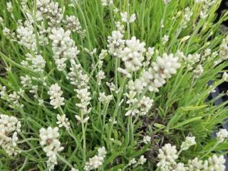 Lavandula angustifolia 'Nana Alba'