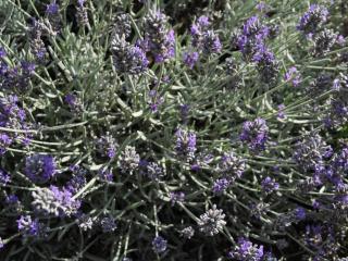 Lavandula angustifolia 'Richard Grey'