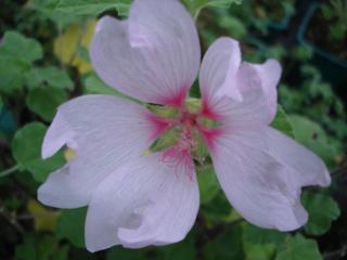 Lavatera hybride 'Barnsley'