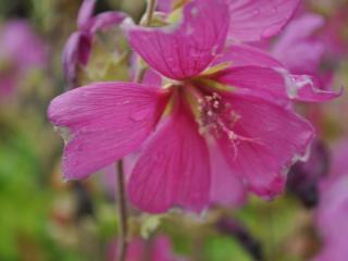 Lavatera hybride 'Burgundy Wine'