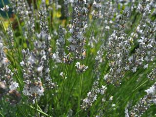 Lavandula intermedia 'Edelweiss'