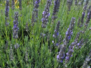 Lavandula intermedia 'Grappenhall'