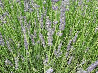 Lavandula intermedia 'Phenomenal' (PBR)