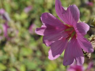 Lavatera olbia 'Rosea'