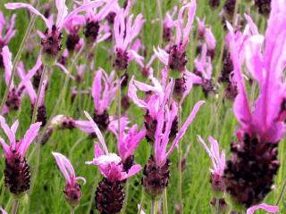 Lavandula ssp 'Pedunculata' (Papillon)