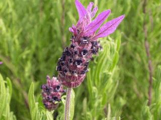 Lavandula stoechas