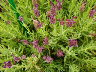 Lavandula stoechas 'Blue Star'