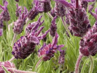 Lavandula stoechas 'Helmsdale'