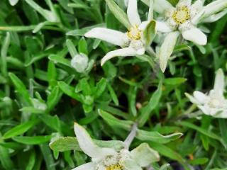 Leontopodium alpinum