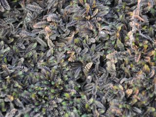 Leptinella squalida 'Platt's Black'