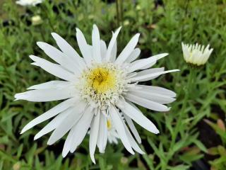 Leucanthemum hybride 'Stina'