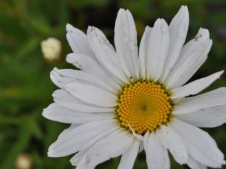 Leucanthemum hybride 'Alaska'