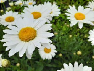 Leucanthemum hybride 'Becky'