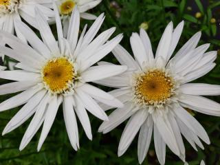 Leucanthemum hybride 'Chr. Hagemann'