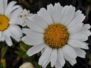 Leucanthemum hybride 'Dwarf Snow Lady'